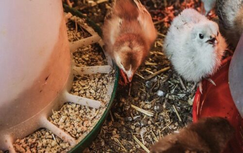 Yılsonu Fırsatı - Yumurta Yemi (16HP) photo review