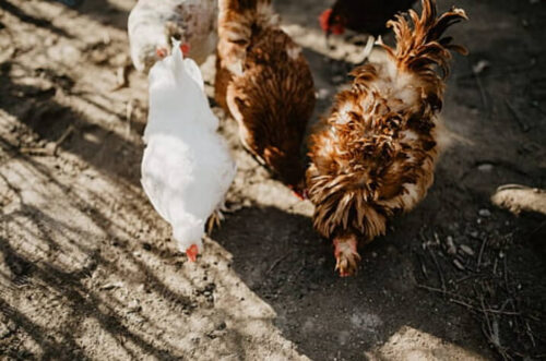 Yumurta Yemi (18HP) photo review