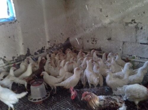 Yoncalı Yumurta Yemi (18HP) photo review