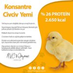 Konsantre Civciv Yemi