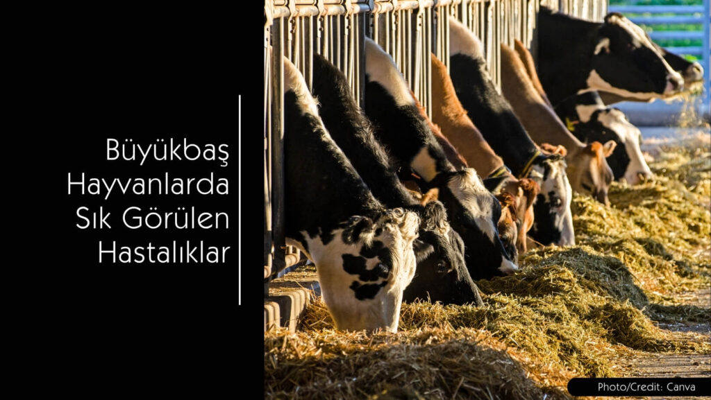 Büyükbaş Hayvanlarda Sık Görülen Hastalıklar