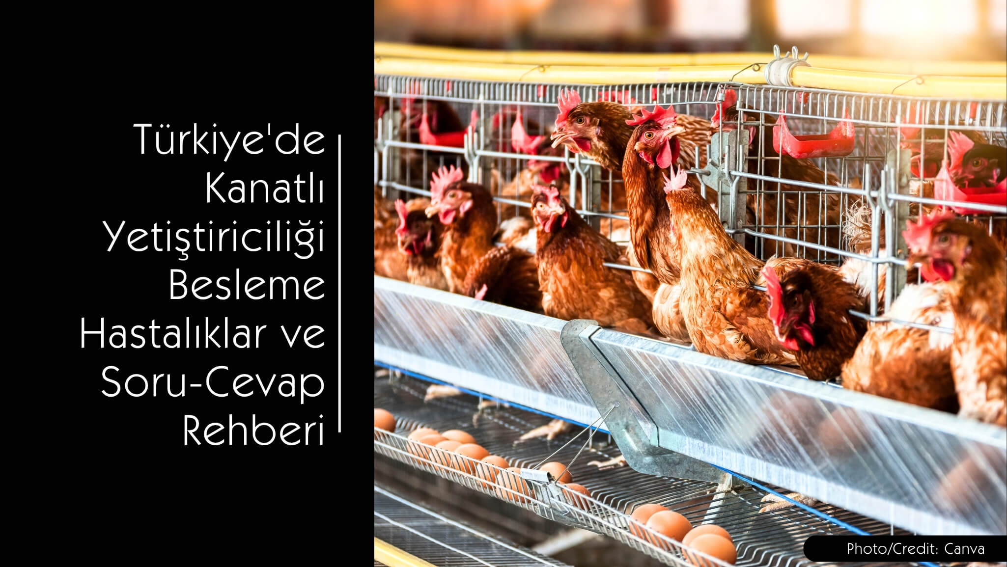 Türkiye'de Kanatlı Yetiştiriciliği - Besleme, Hastalıklar ve Soru-Cevap Rehberi